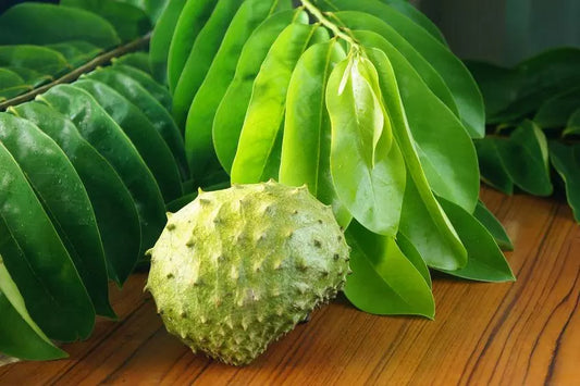 Un traitement naturel méconnu contre le cancer : Le corossol